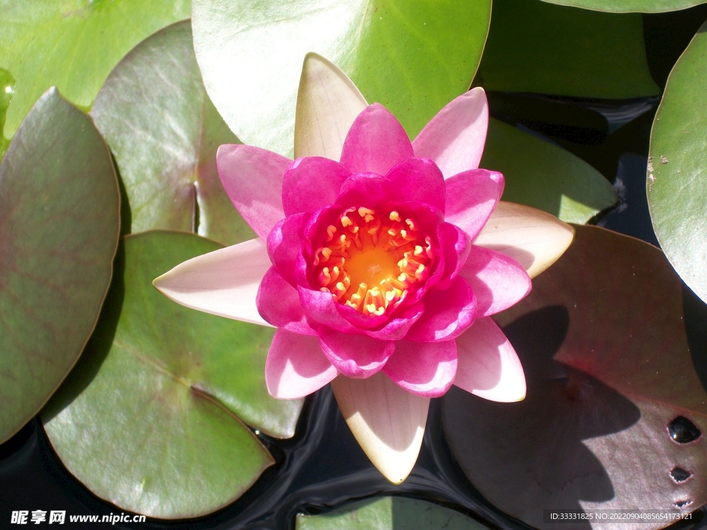 莲花