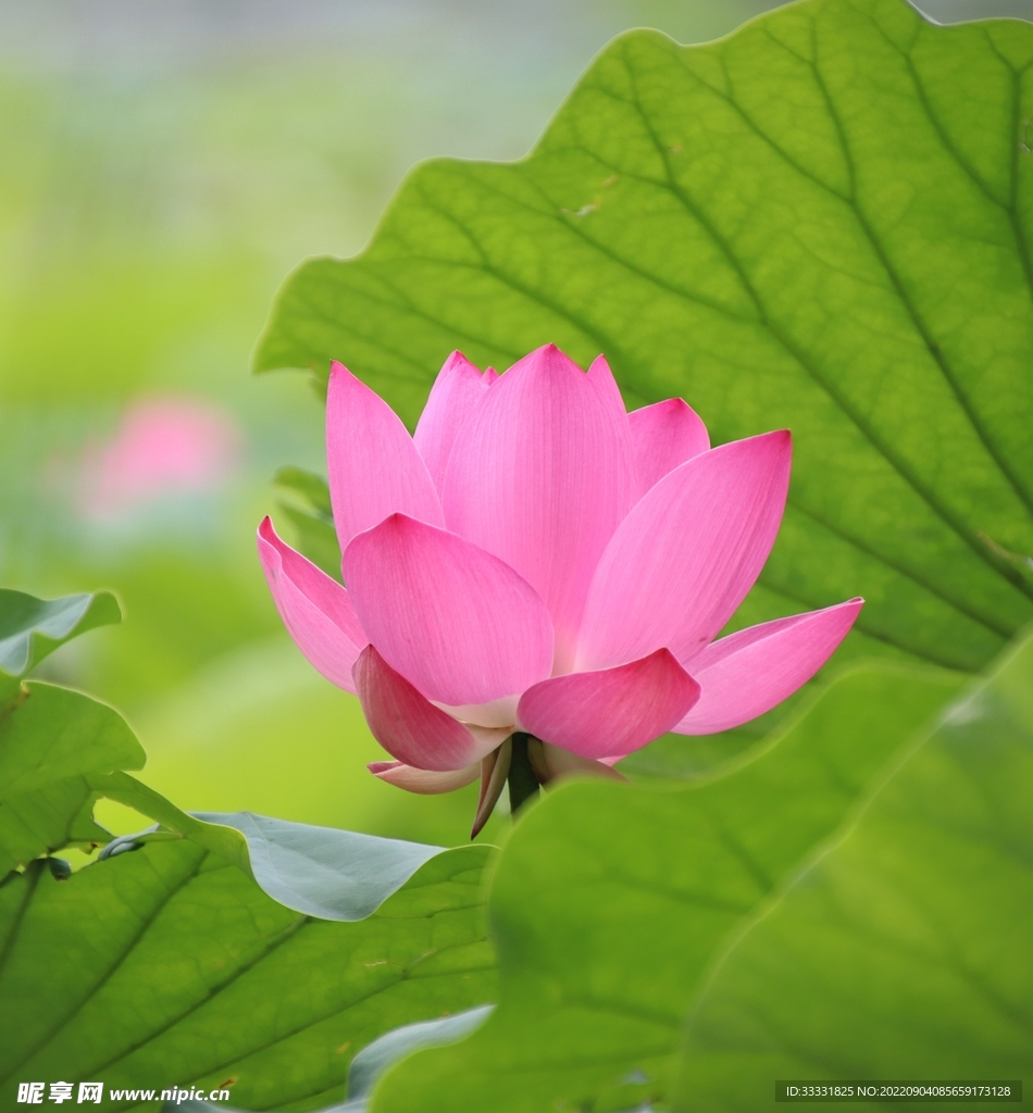 莲花
