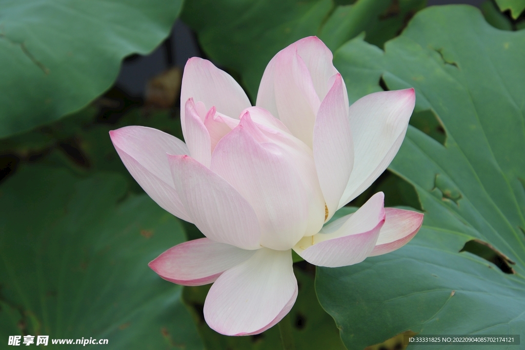 莲花