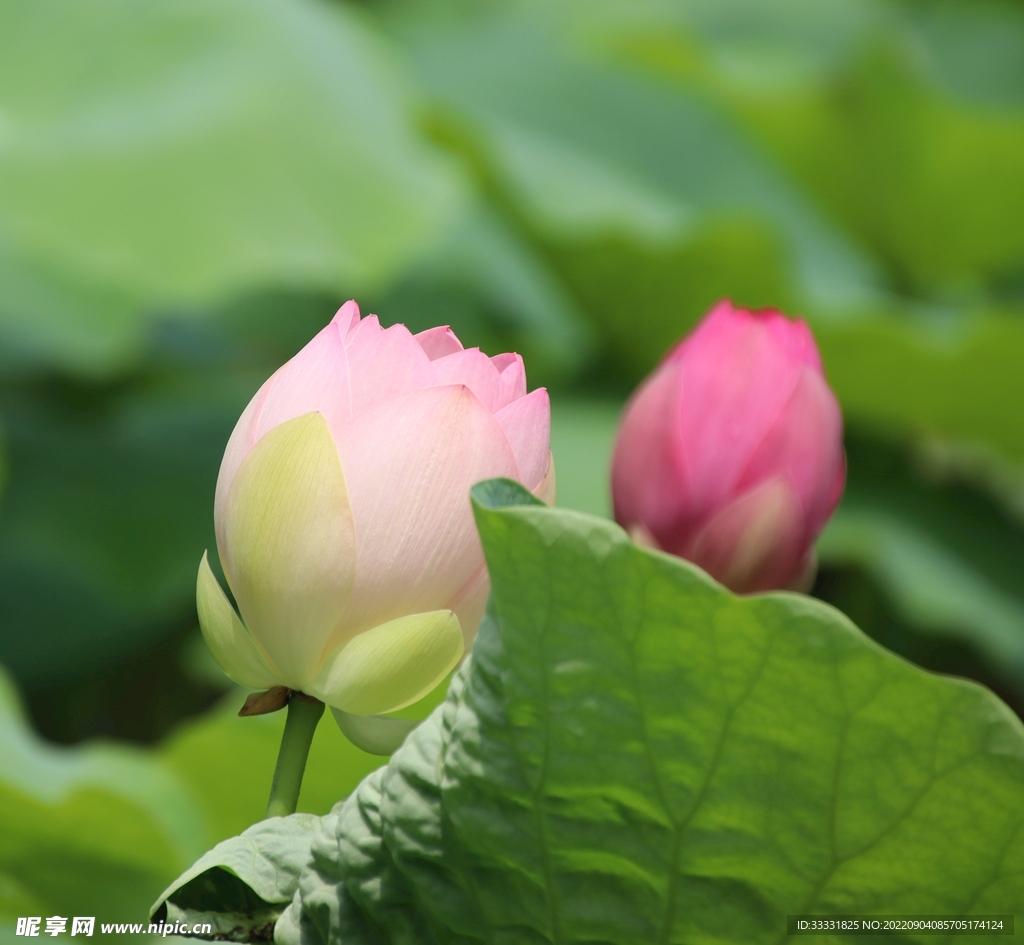 莲花