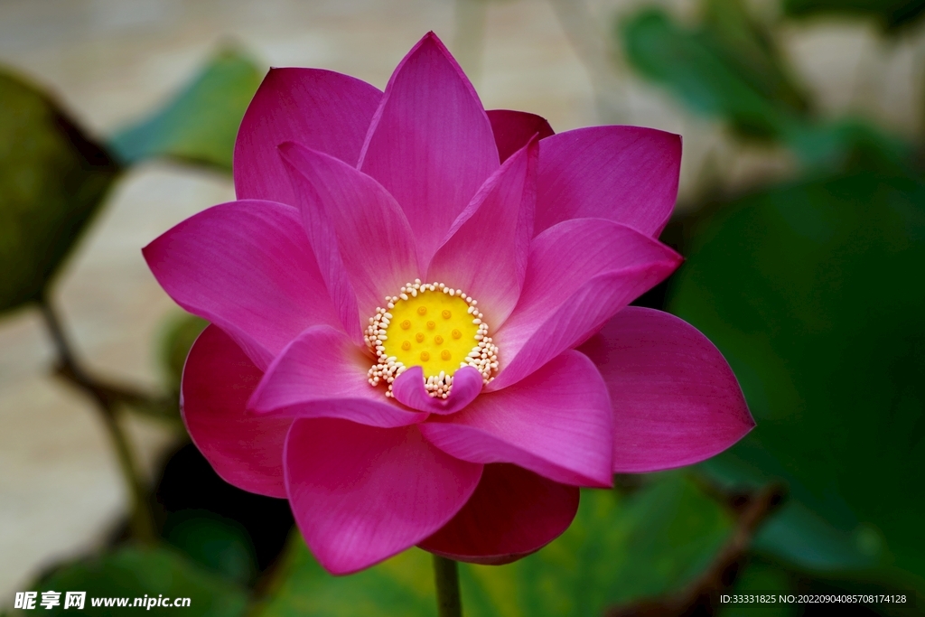 莲花