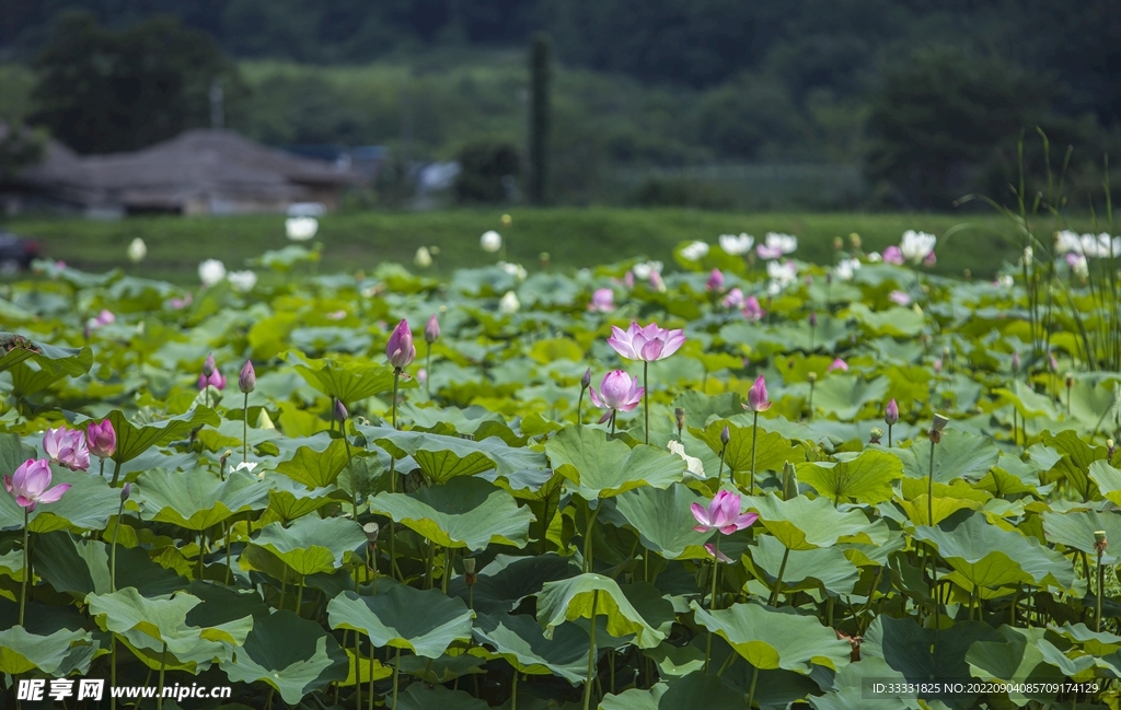 莲花