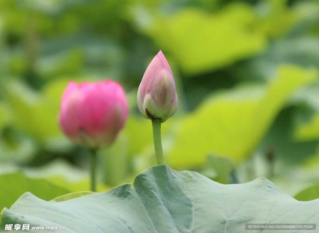 莲花