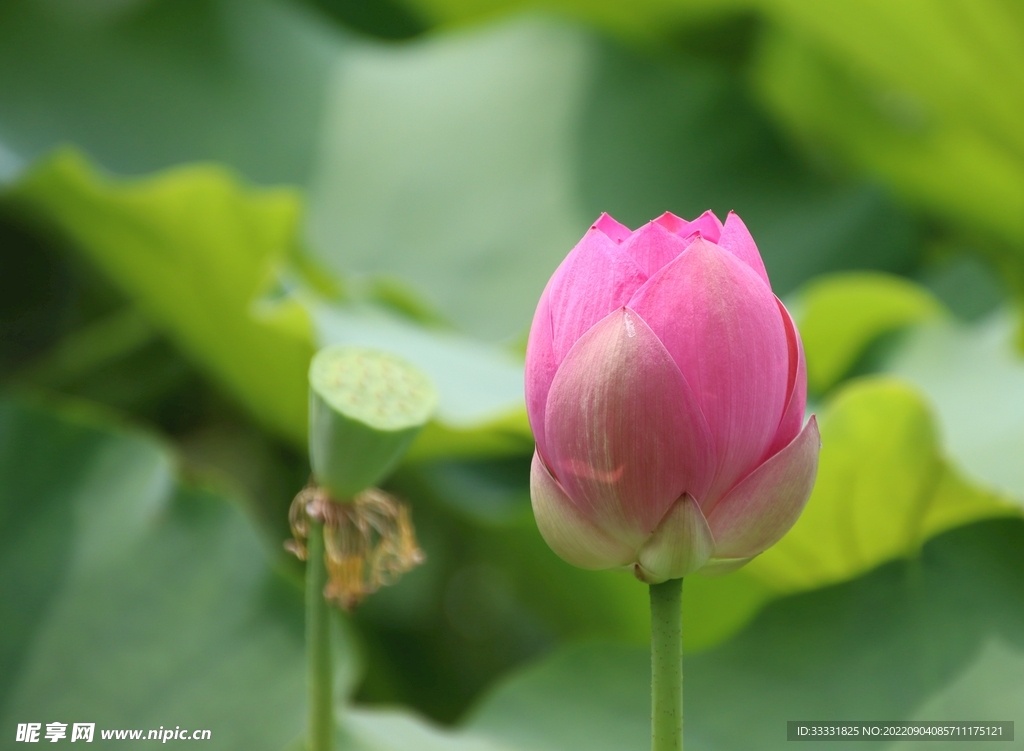 莲花