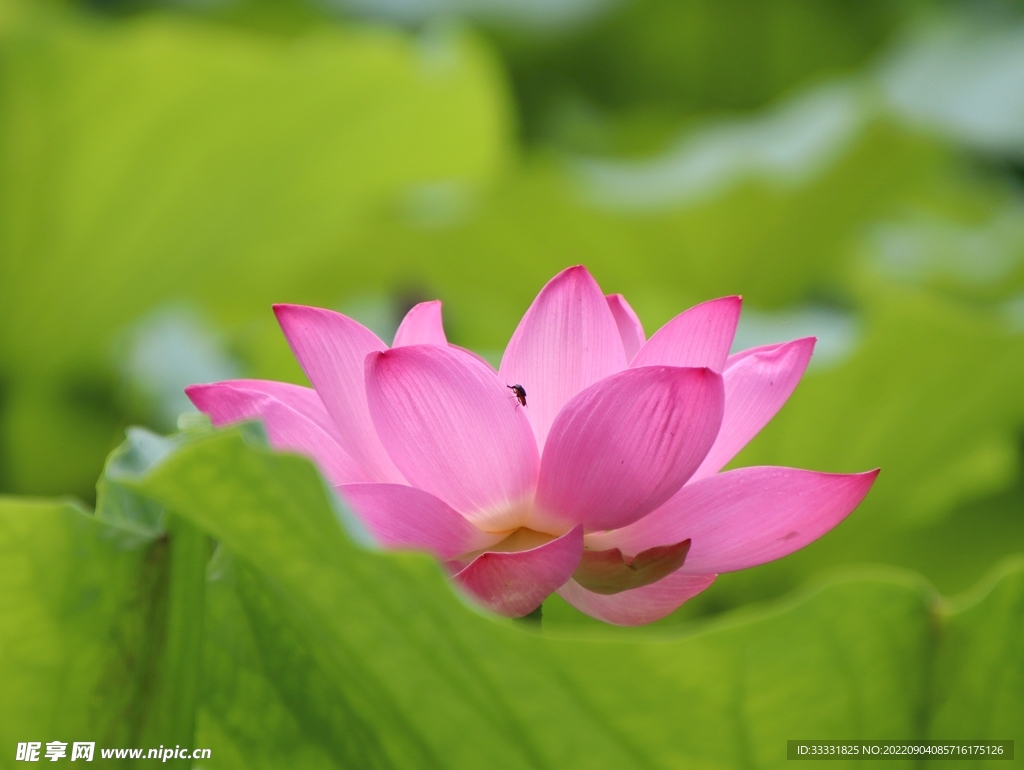 莲花