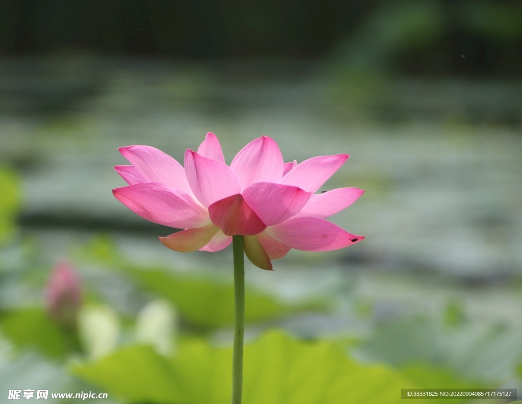 莲花