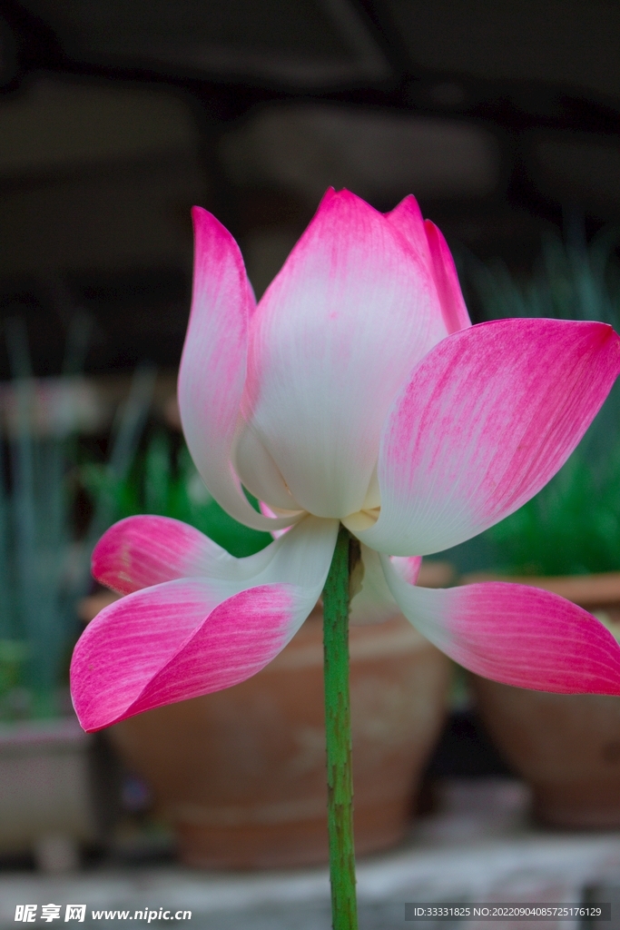 莲花