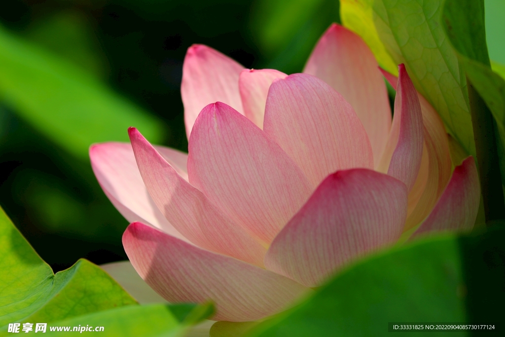 莲花