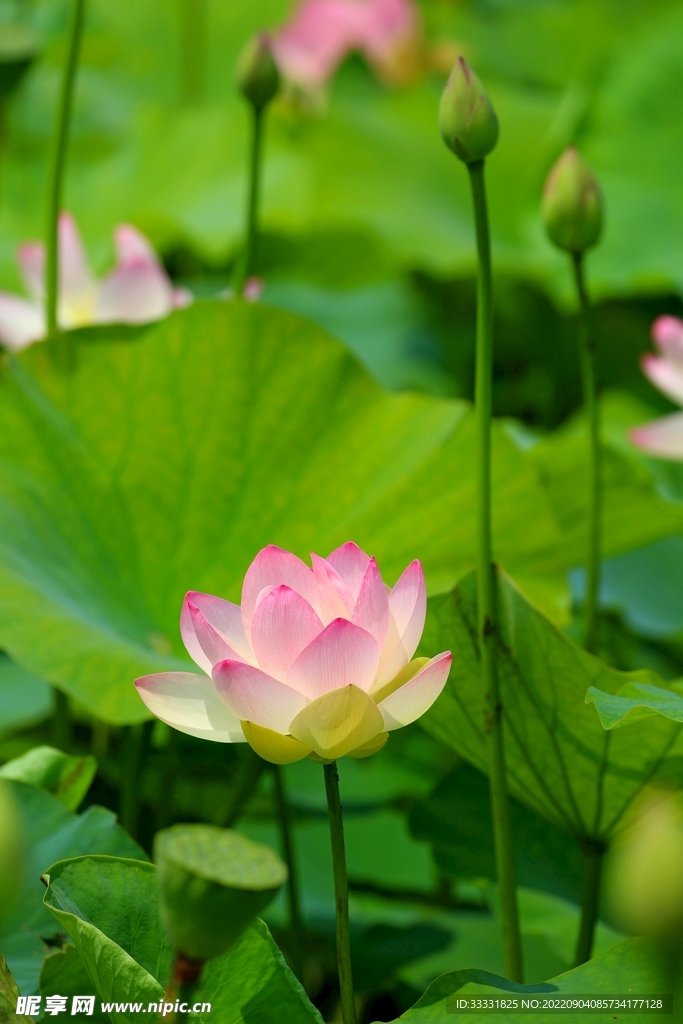 莲花