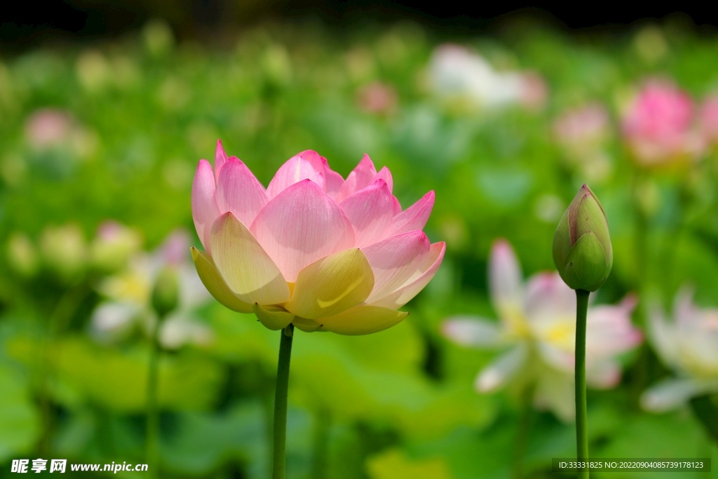 莲花