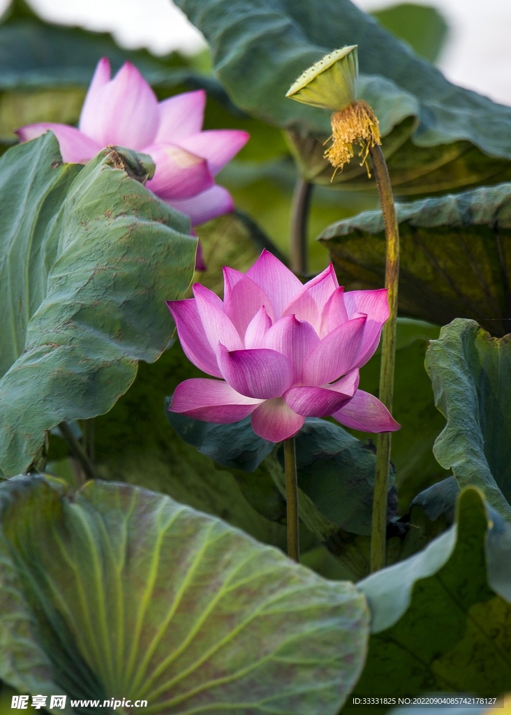 莲花