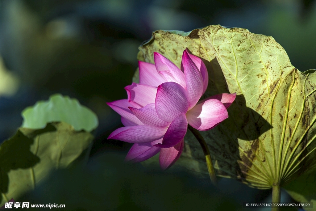 莲花