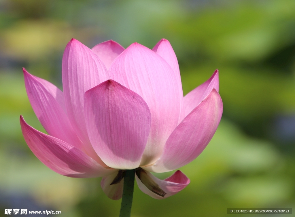 莲花
