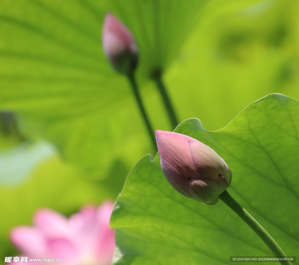 莲花