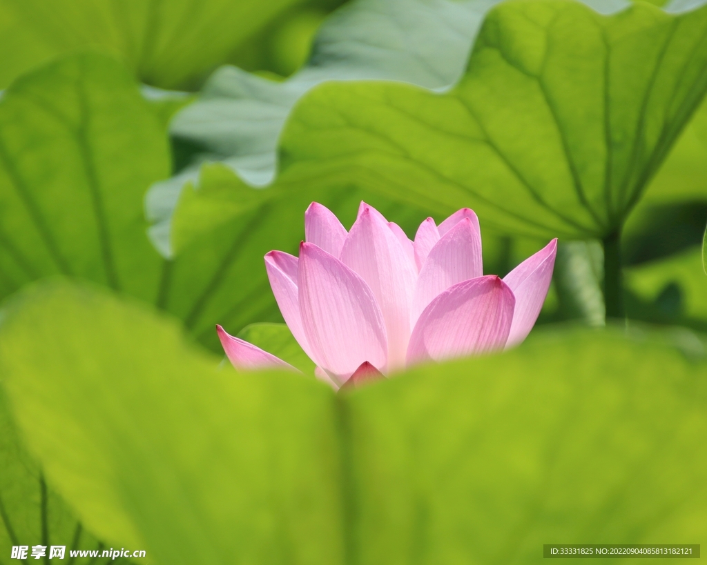 莲花