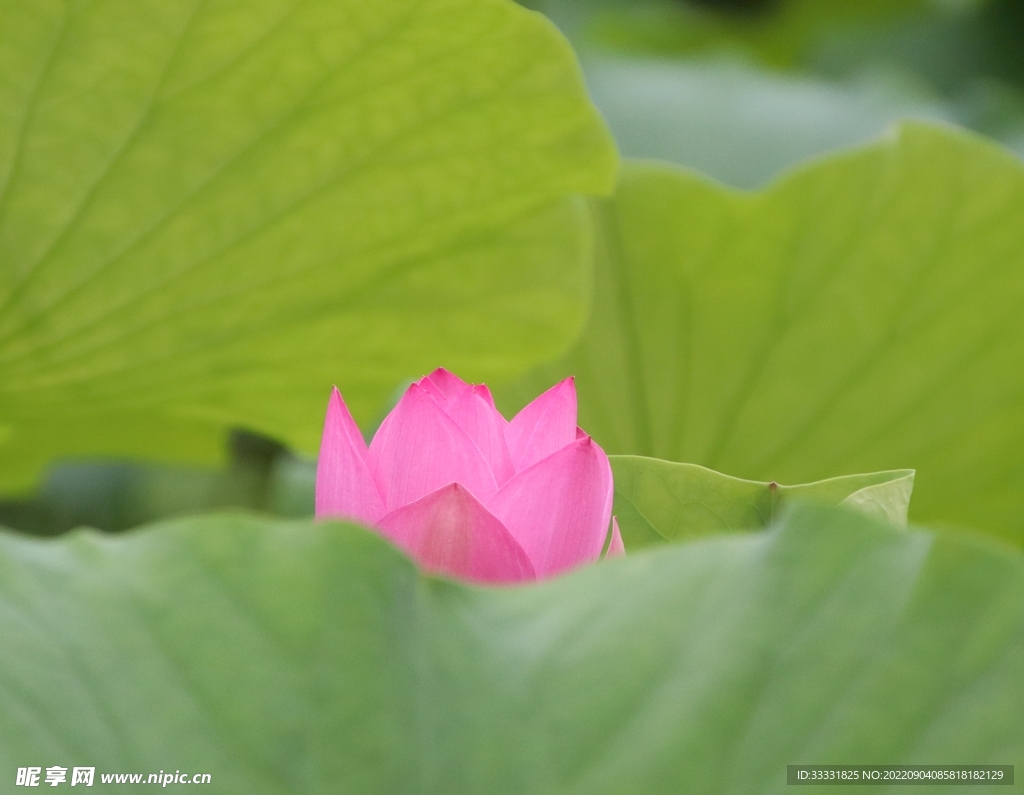 莲花