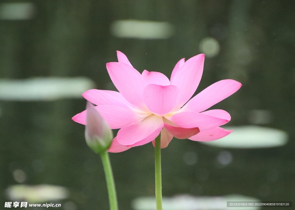 莲花