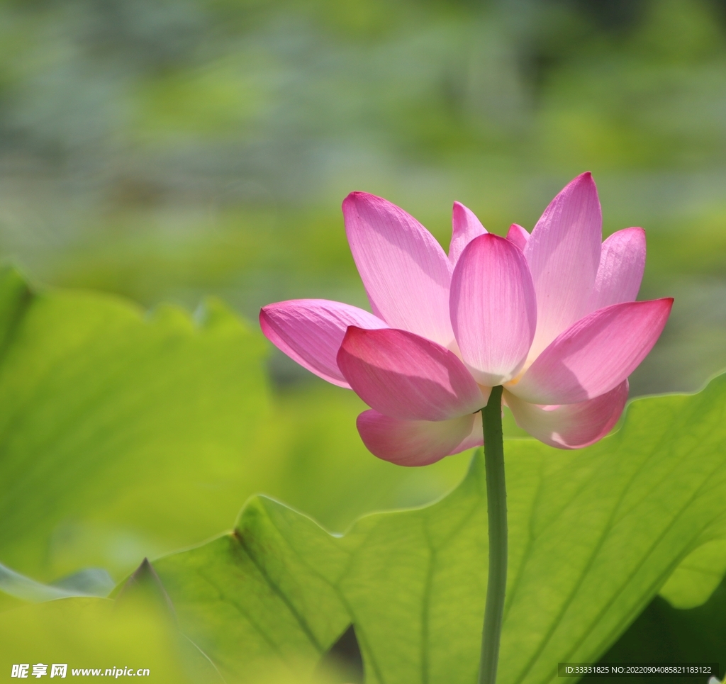 莲花