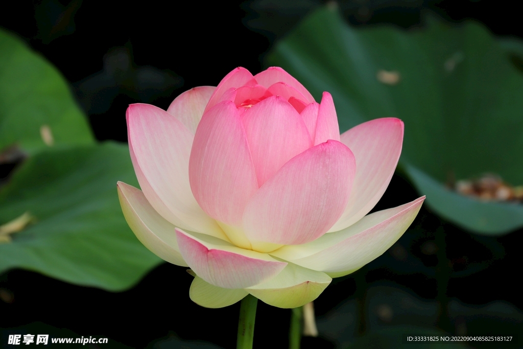 莲花