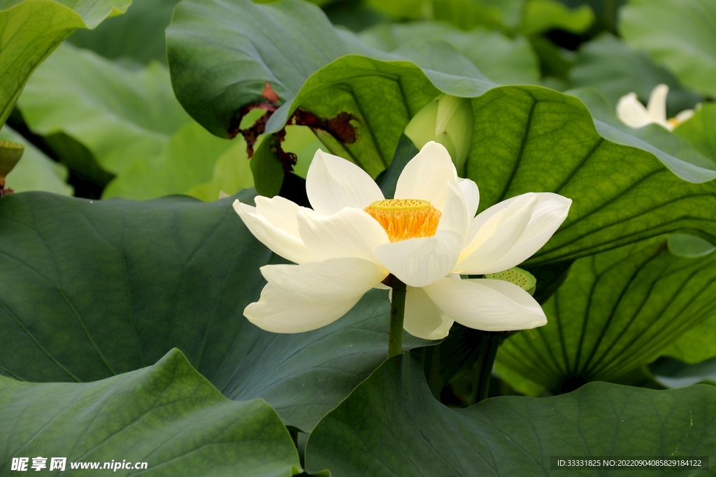 莲花