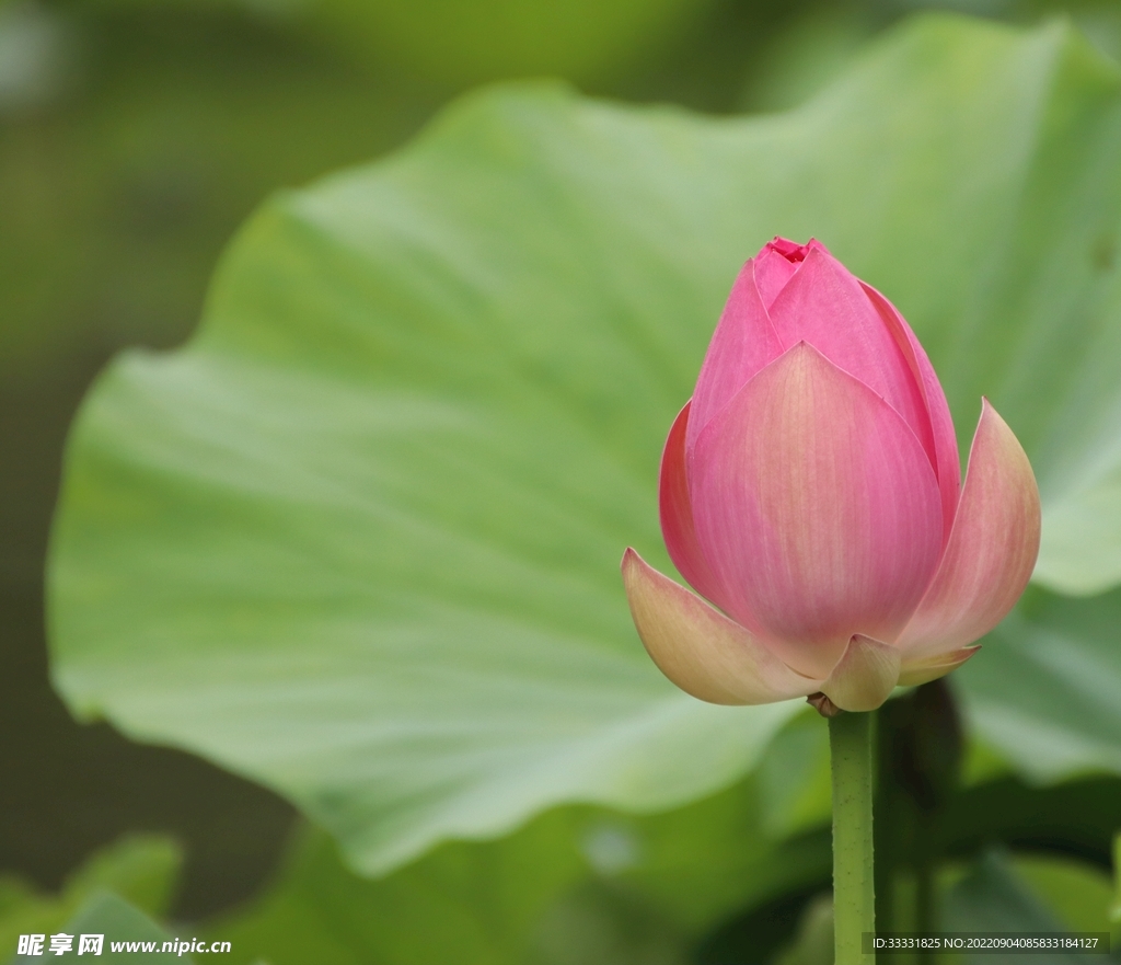 莲花