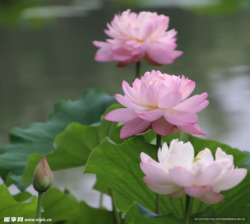 莲花