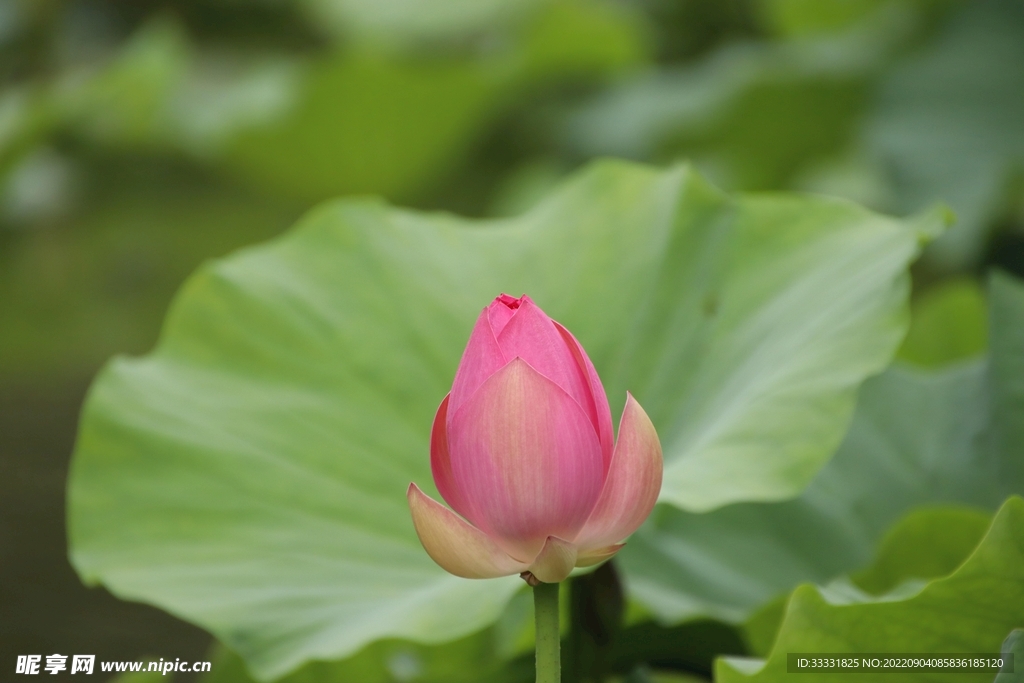 莲花