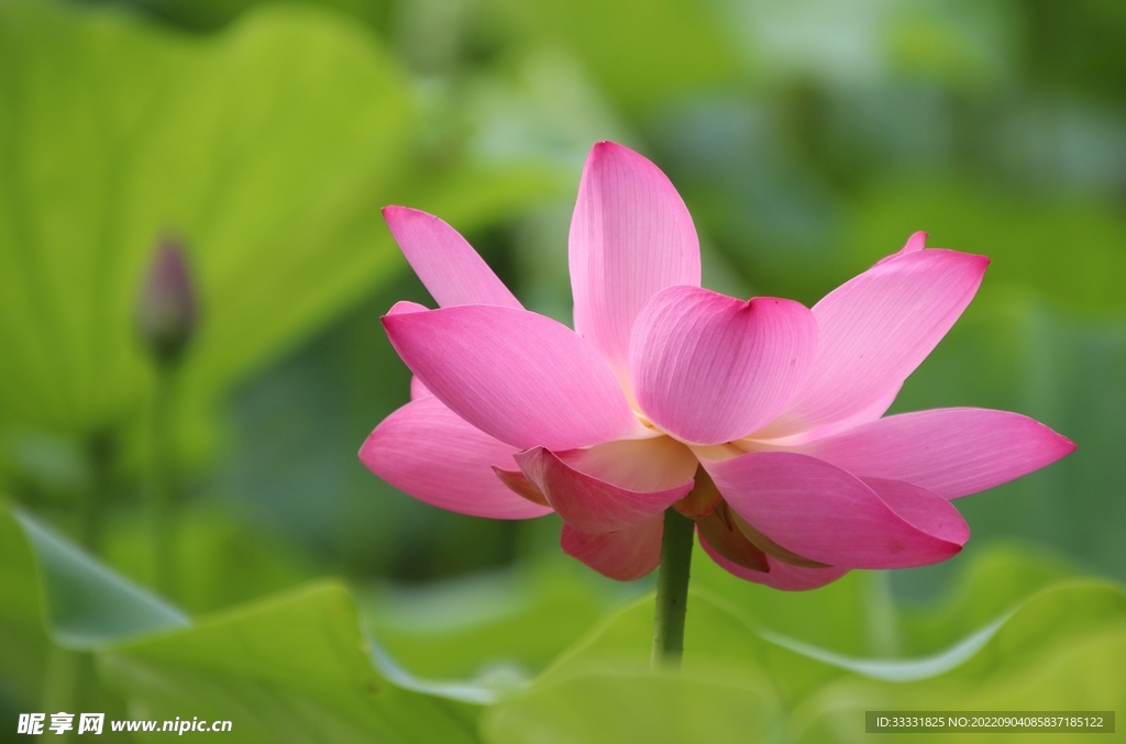 莲花