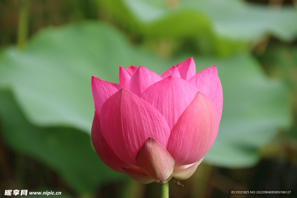 莲花