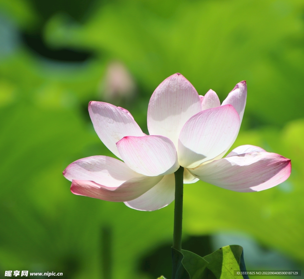 莲花