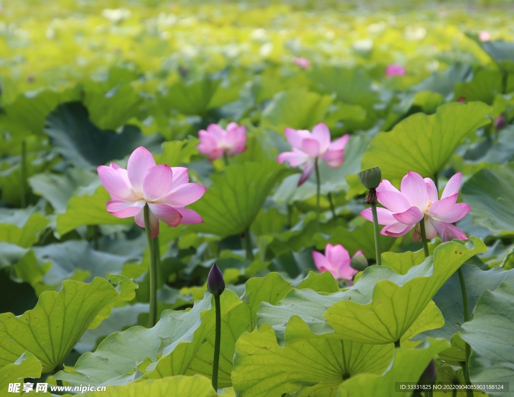 莲花