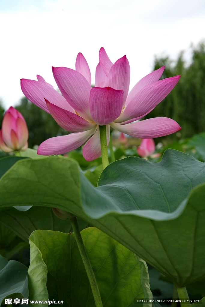 莲花