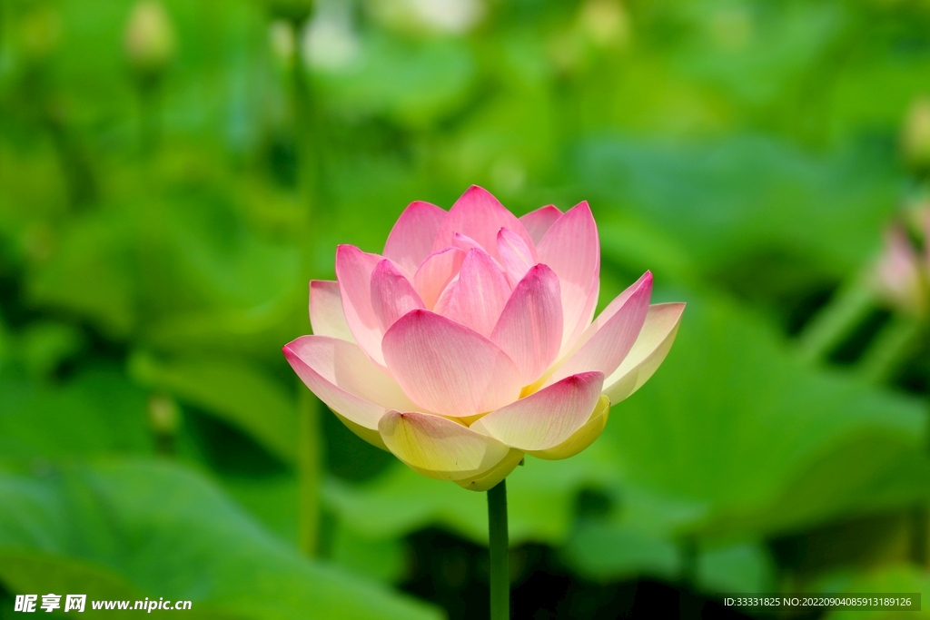 莲花