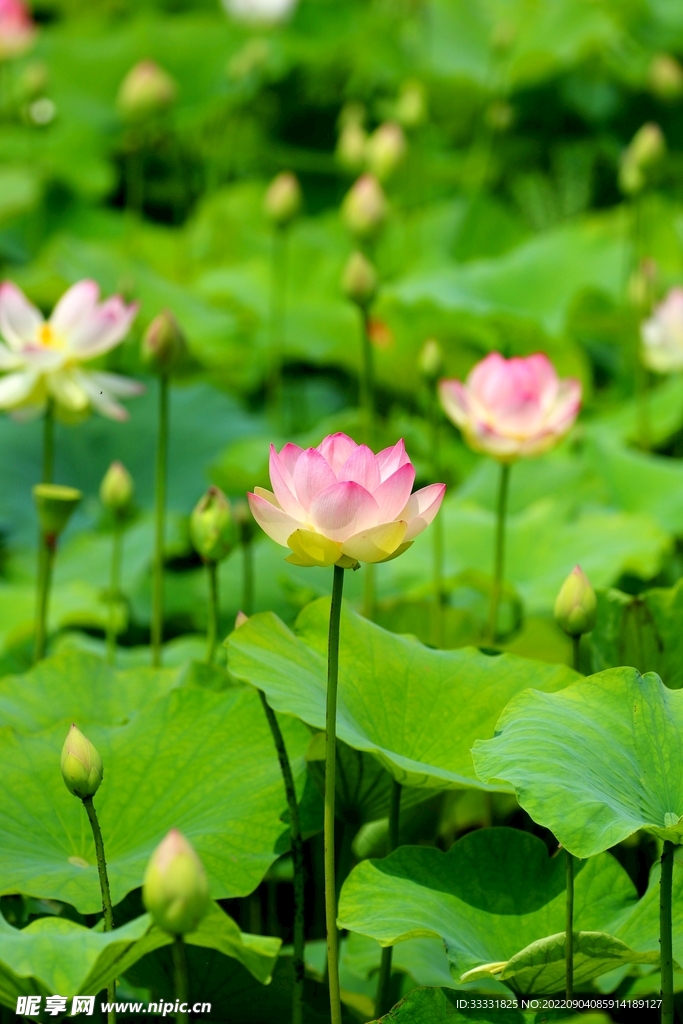莲花
