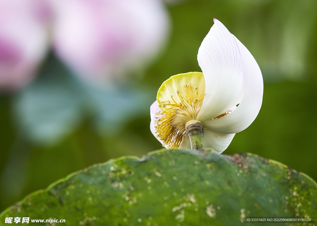莲花