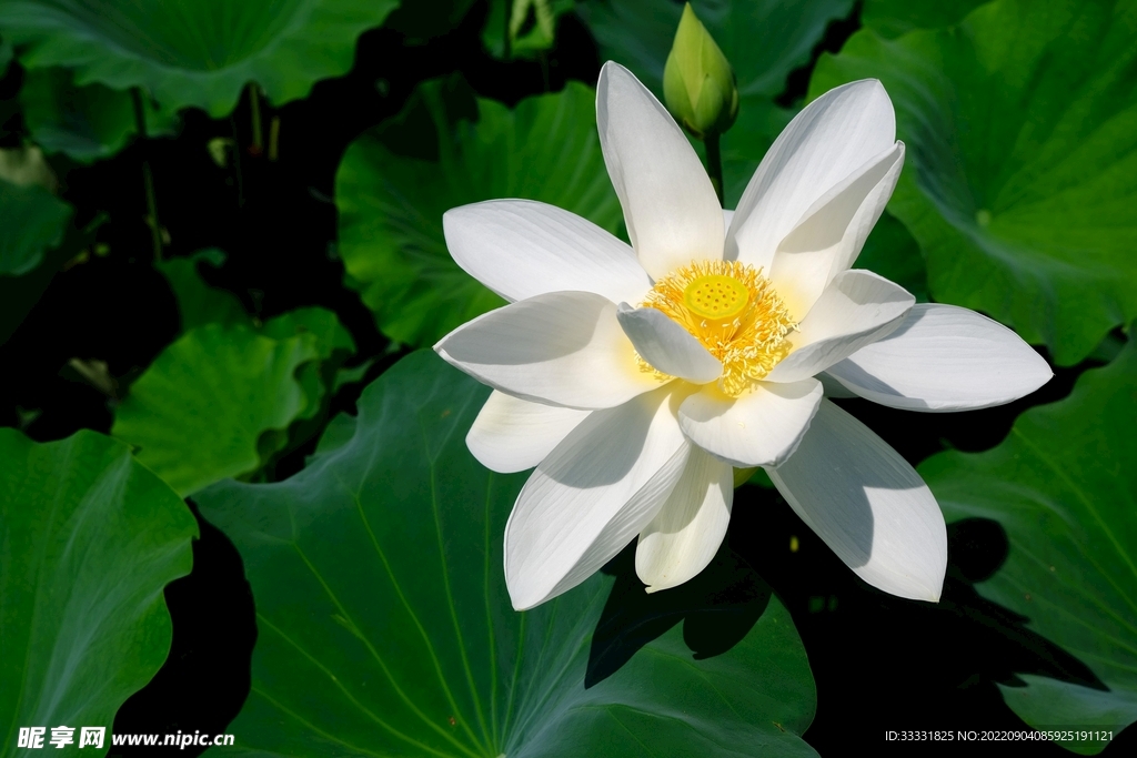 莲花