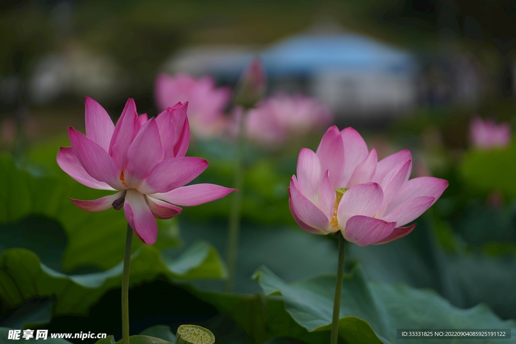 莲花