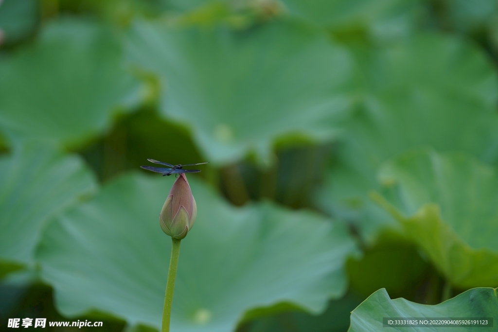 莲花