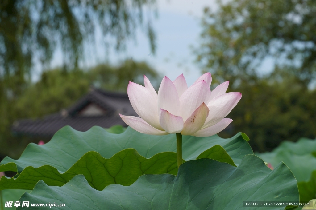 莲花