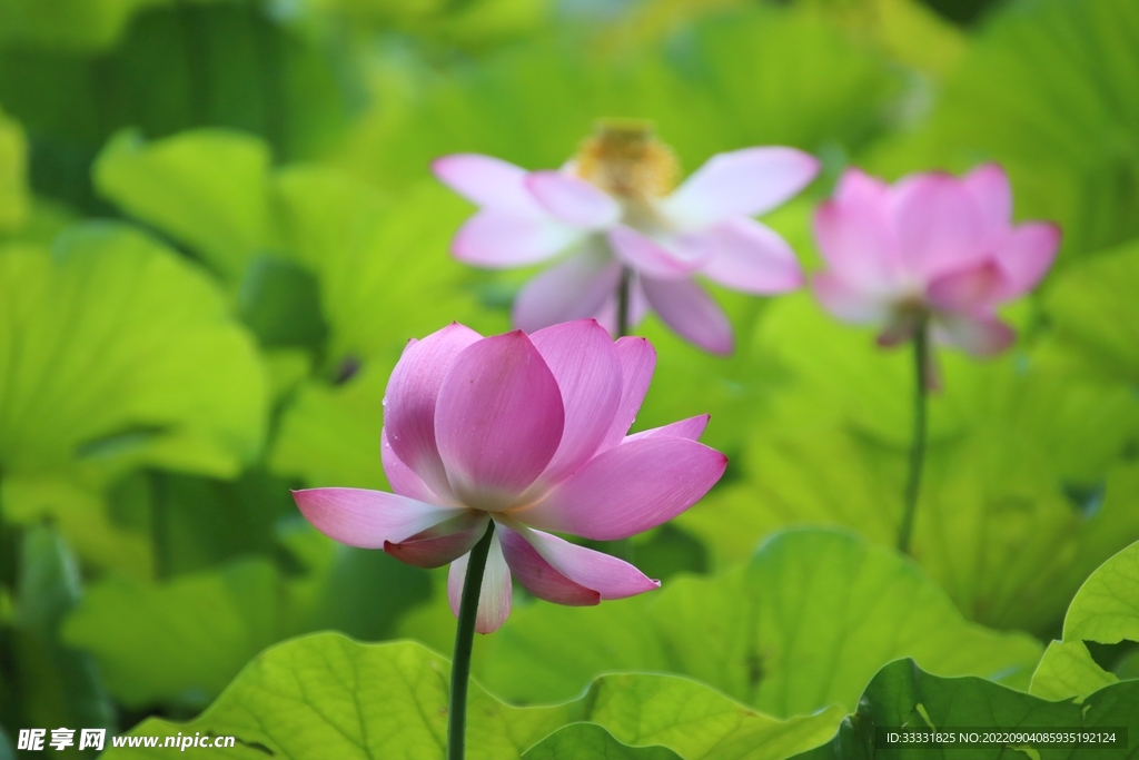 莲花