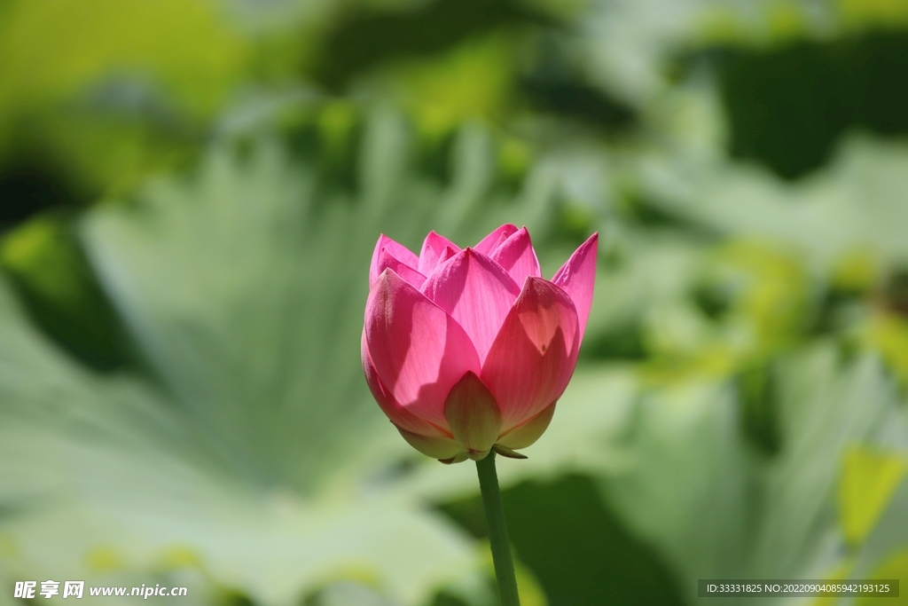 莲花