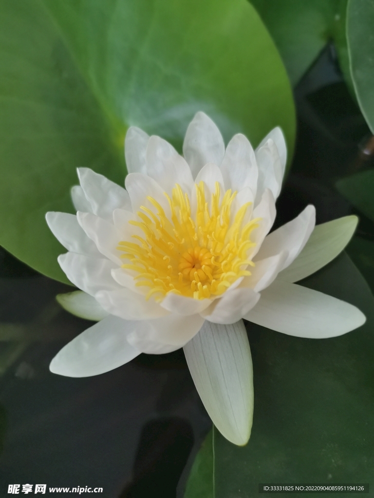 莲花