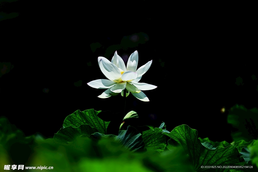 莲花