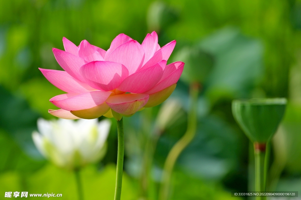 莲花
