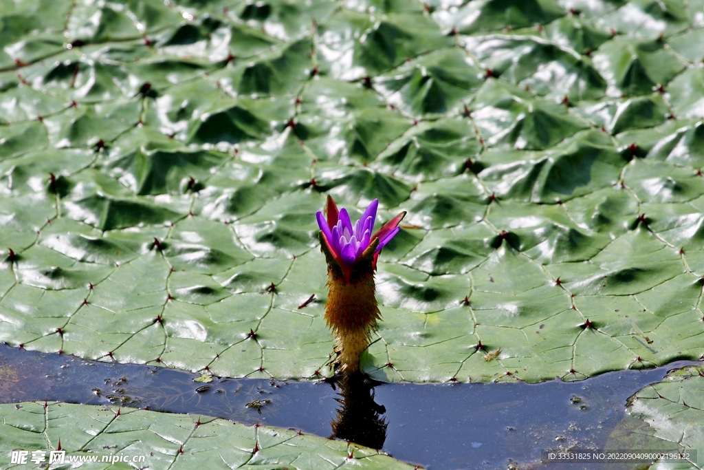 莲花