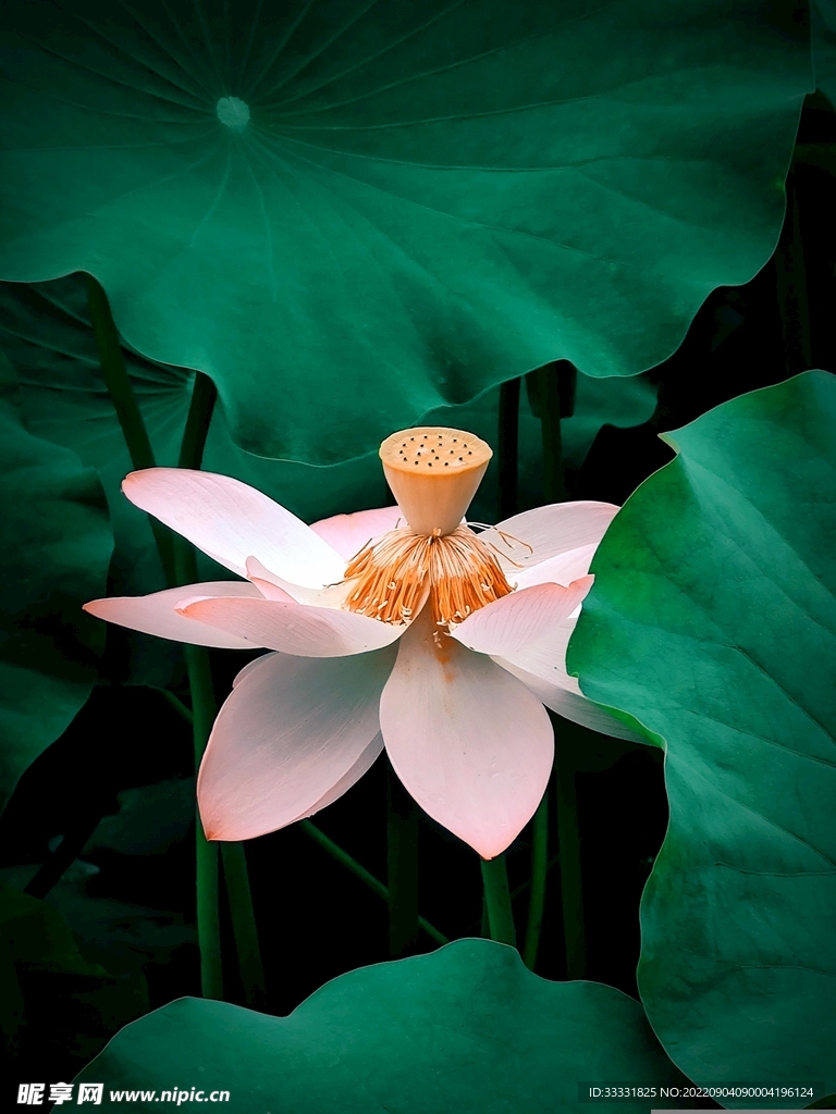 莲花