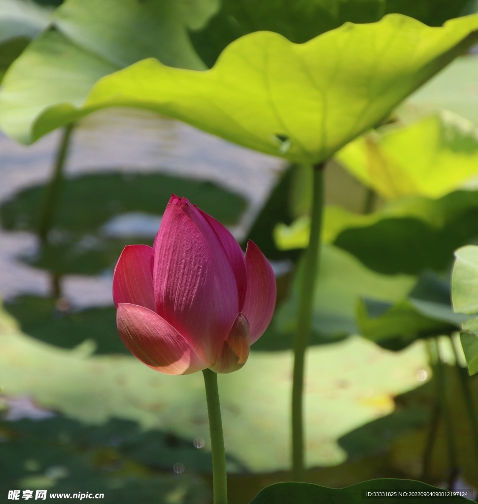 莲花
