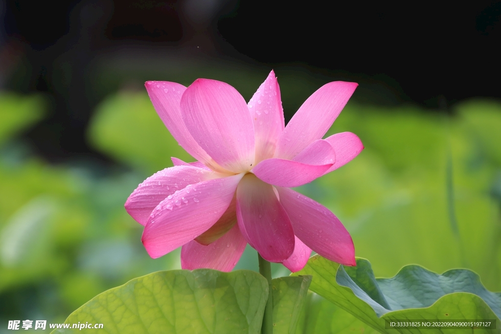 莲花