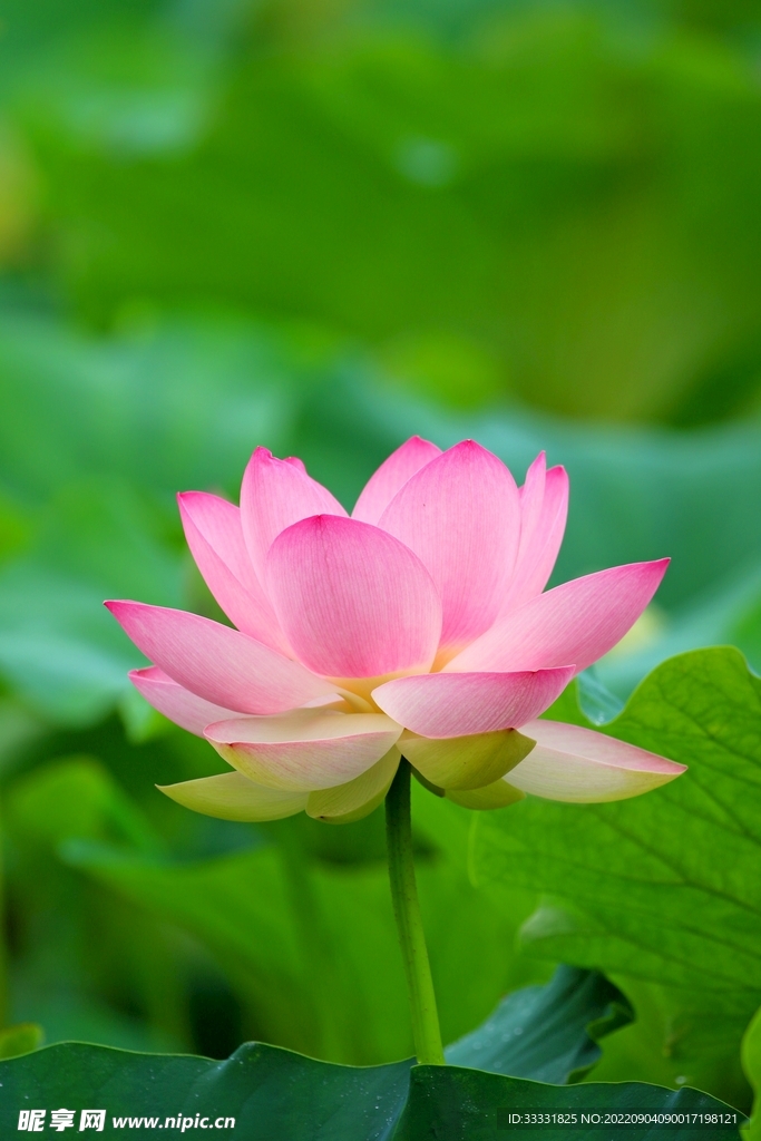 莲花