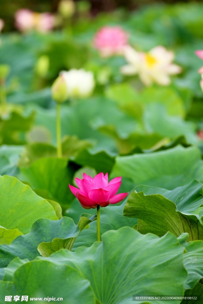 莲花